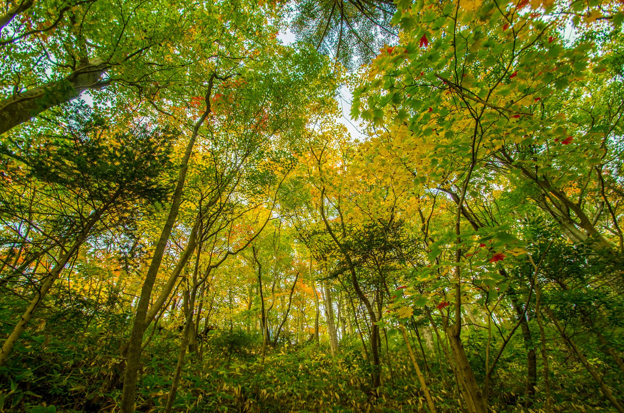 秋の気比の森